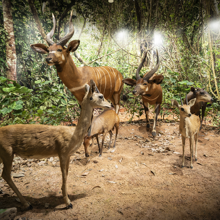 動物ジオラマ館　芸大Zoo